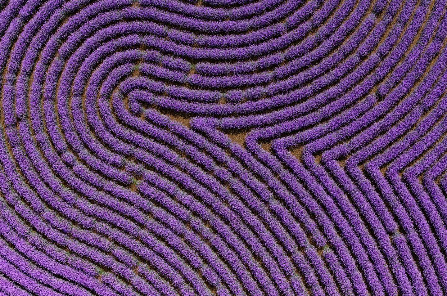 an arial view of a lavender field
